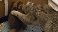 How a mother cat teaches her kitten to use the adult toilet. Cat is nervous and meowing