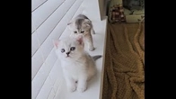 Cutest Kitten Family Moments Ever and Mother Cat