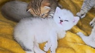 Sleepy kittens wake up so cute and lazily crawl to eat
