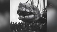 Серія 646