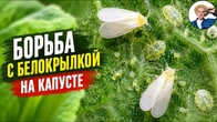 Про «Білокрилку» ми вже давно забули: 5 засобів, які дійсно допомагають