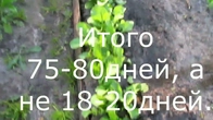 Редис ранний. 80 дней, вместо 18 заявленных.