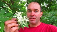 Что собираю для травяных чаёв.