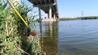 Розігнуло 3 гачка В корягах монстри рвуть лески