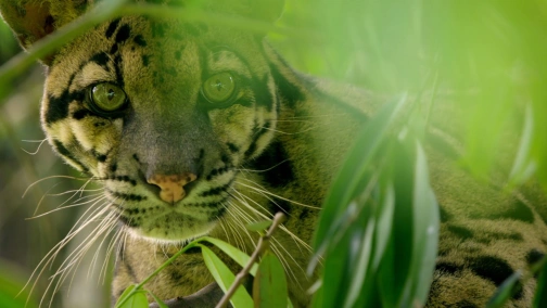 школа шимпанзе