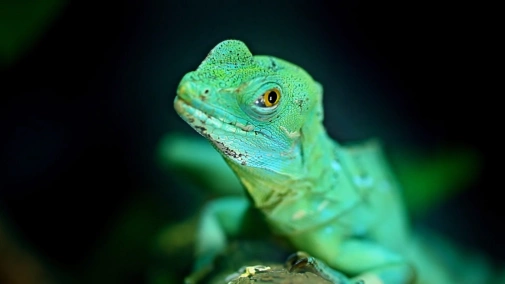 Серия 1. Левитирующие ящерицы и бессмертные медузы