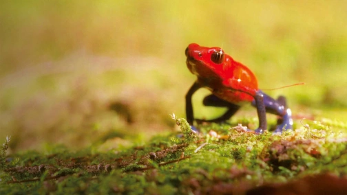 Яд. Достижение эволюции