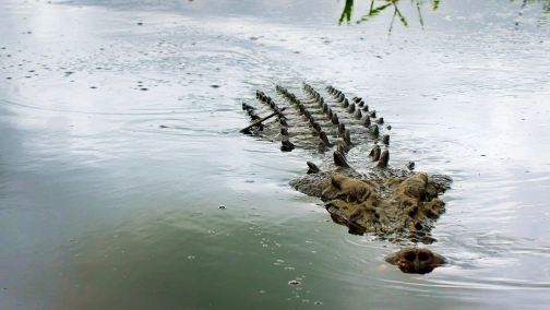 Крокодилы во дворе