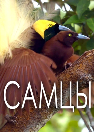 Самцы