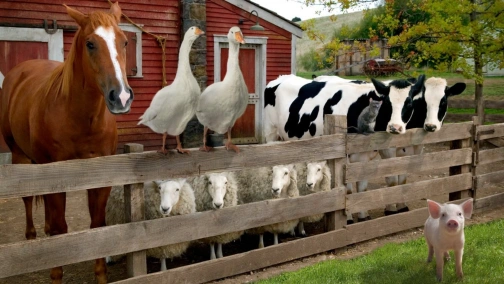 Паутина Шарлотты