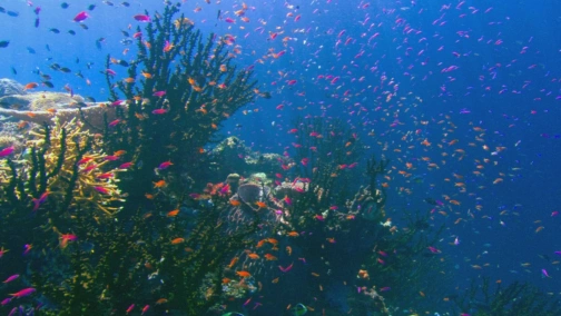 Тихий океан