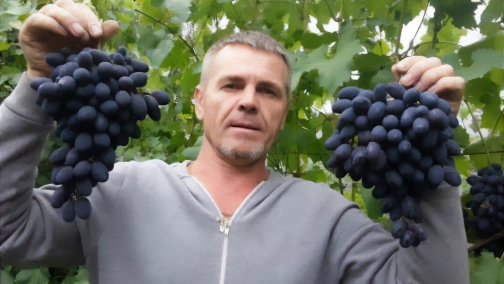 Ущільнена посадка саджанців.