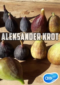 Aleksander Krot