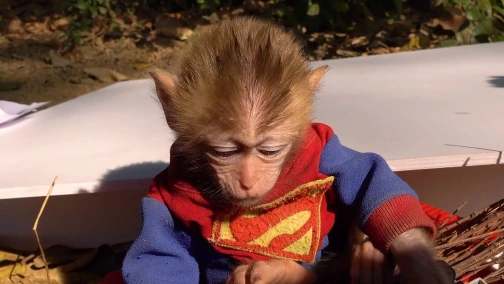 Baby monkey Bin Bin harvests eggs to make boiled eggs for Amee dog