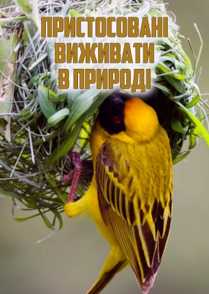 Пристосовані виживати в природі