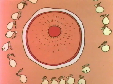 How a baby comes into the world