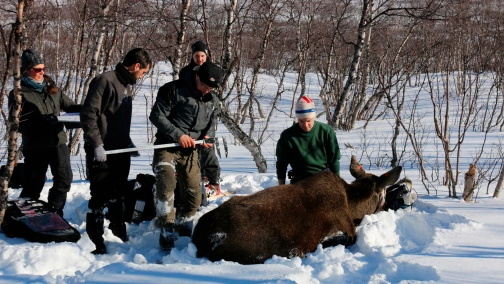 Ukryte klejnoty Skandynawii
