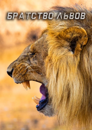 Братство Львов
