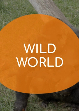 Wild World