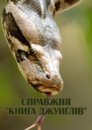 Справжня "Книга джунглів"